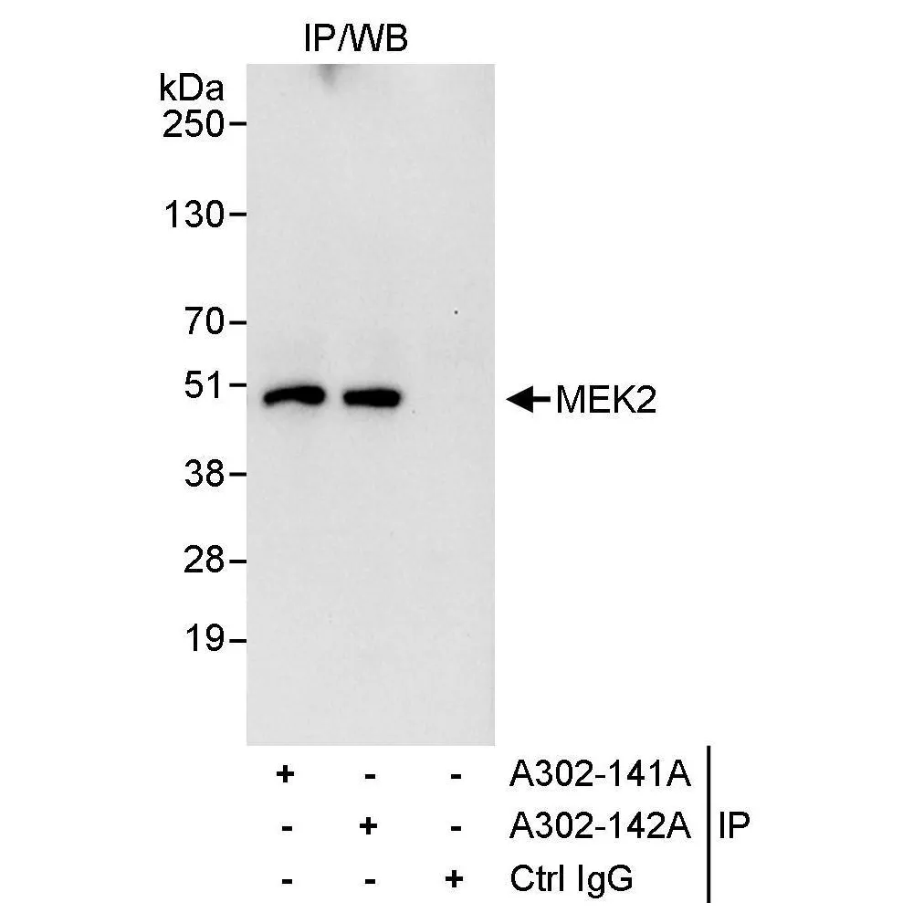 Rabbit anti-MEK2 Antibody, Affinity Purified