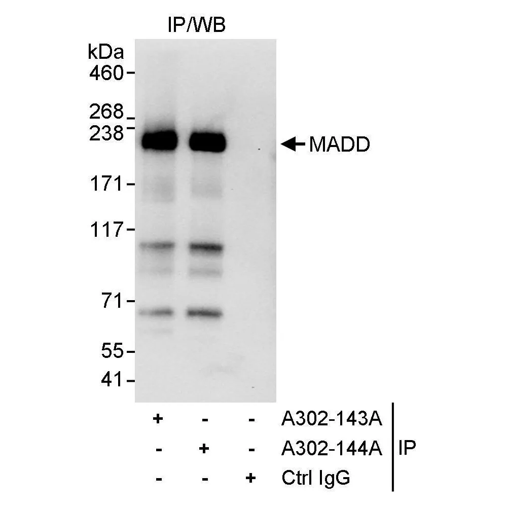 Rabbit anti-MADD Antibody, Affinity Purified