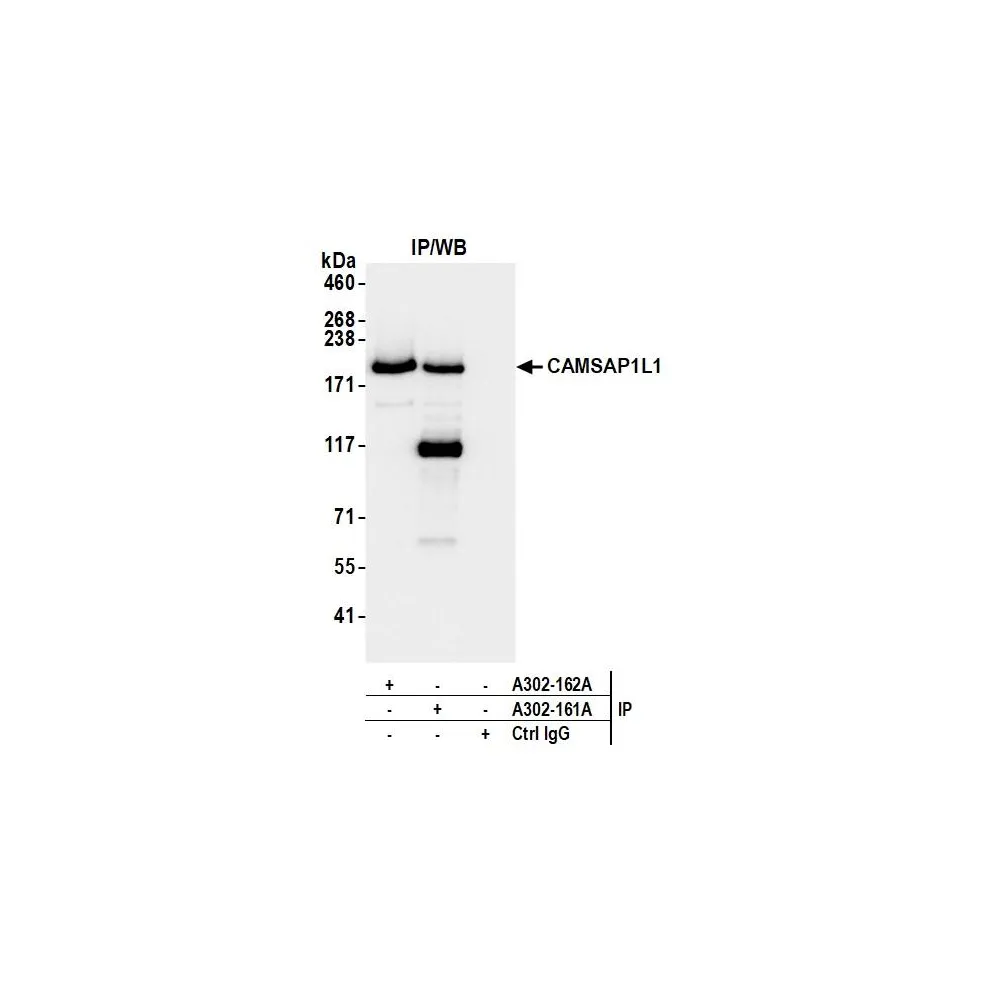 Rabbit anti-CAMSAP1L1 Antibody, Affinity Purified