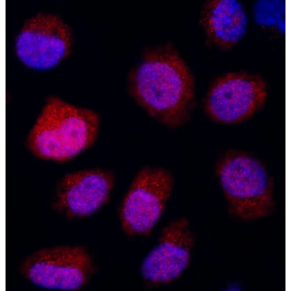 Rabbit anti-REDD1 Antibody, Affinity Purified