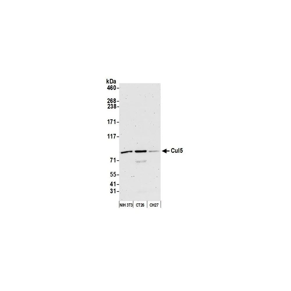 Rabbit anti-Cul5 Antibody, Affinity Purified