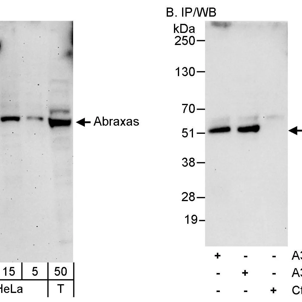 Rabbit anti-Abraxas Antibody, Affinity Purified