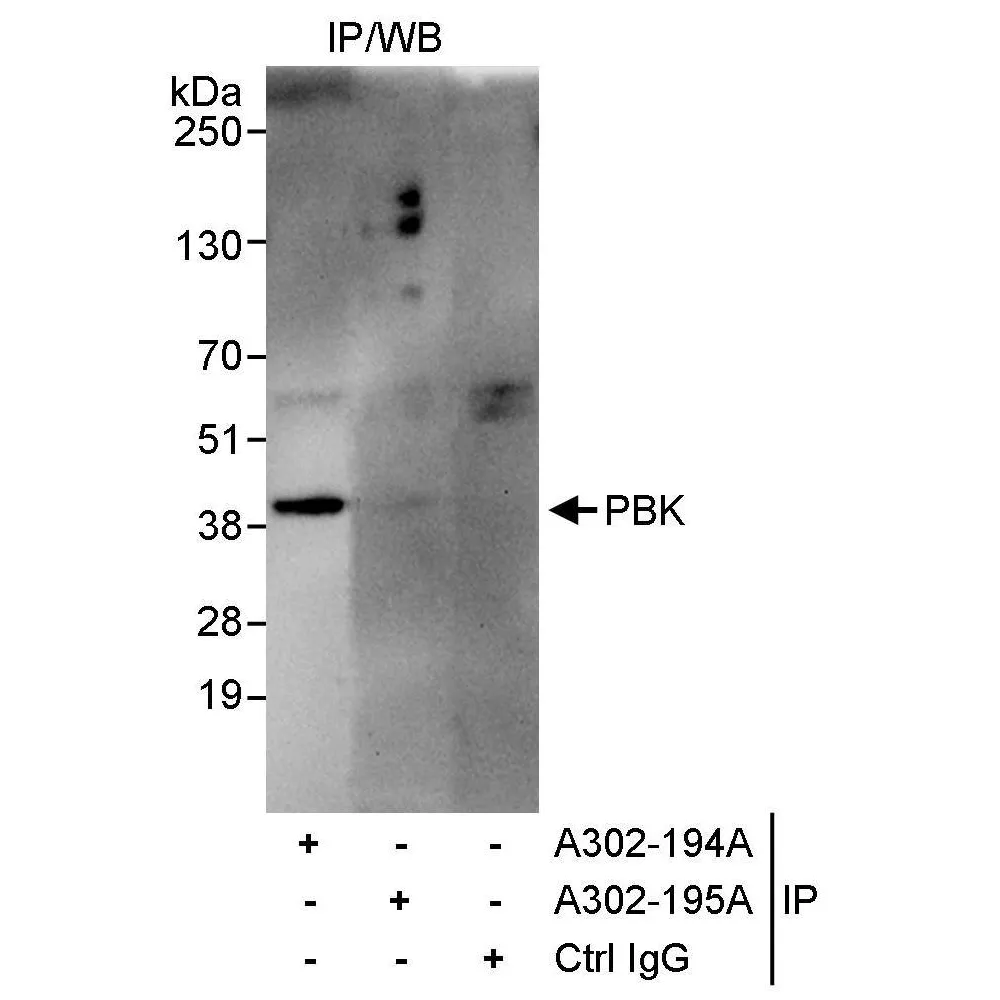 Rabbit anti-PBK Antibody, Affinity Purified