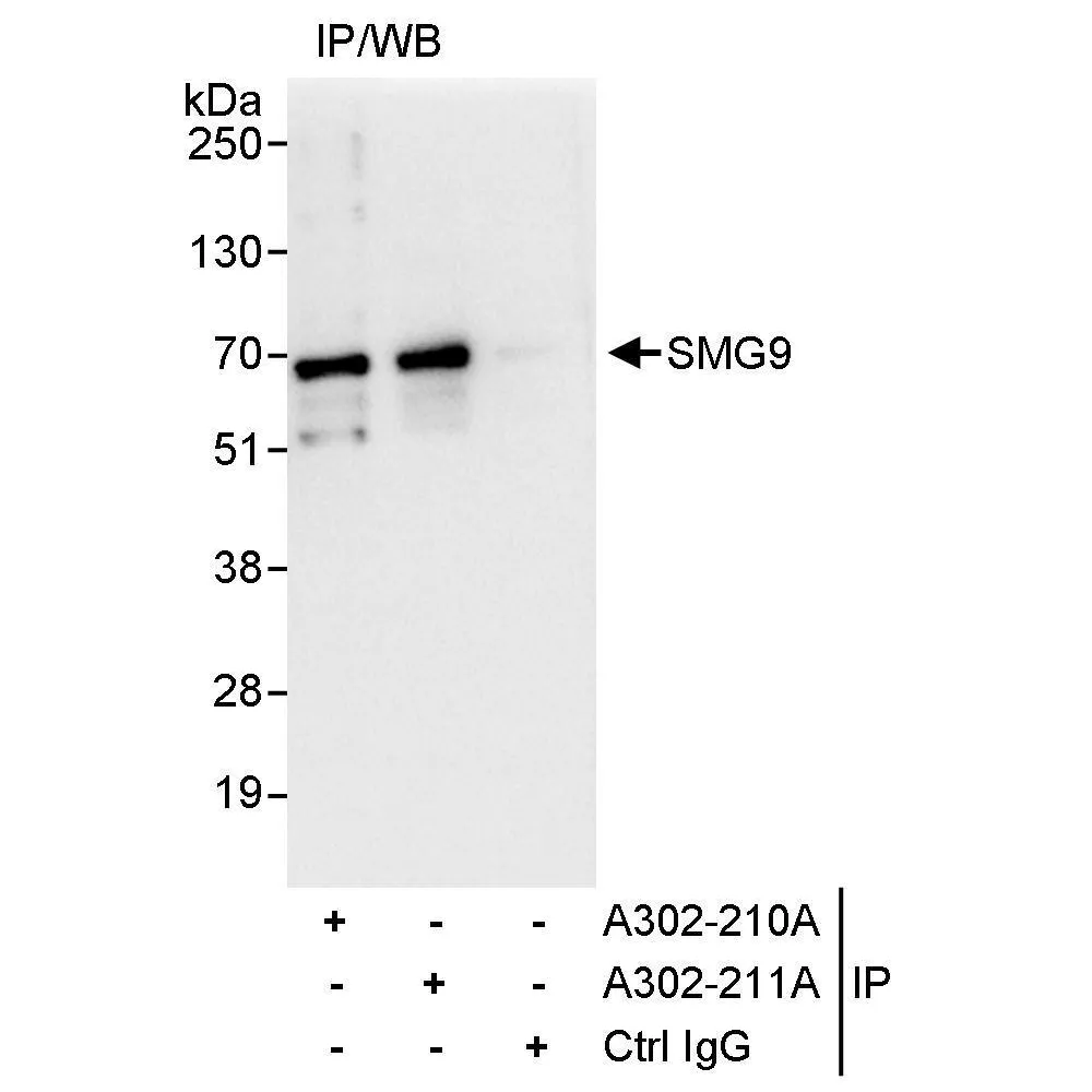 Rabbit anti-SMG9 Antibody, Affinity Purified