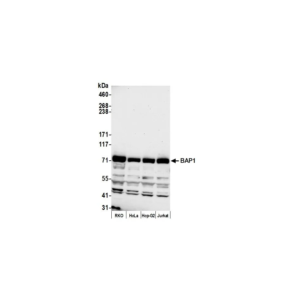 Rabbit anti-BAP1 Antibody, Affinity Purified