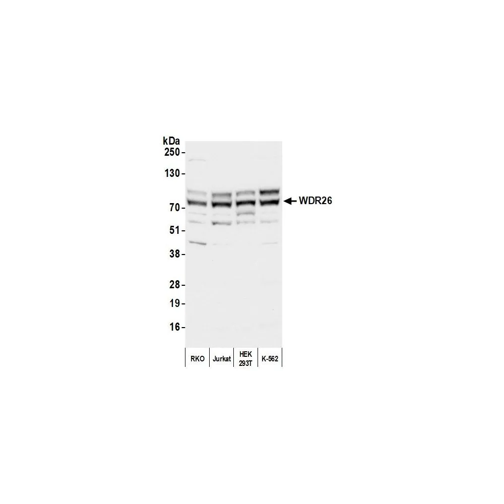 Rabbit anti-WDR26 Antibody, Affinity Purified