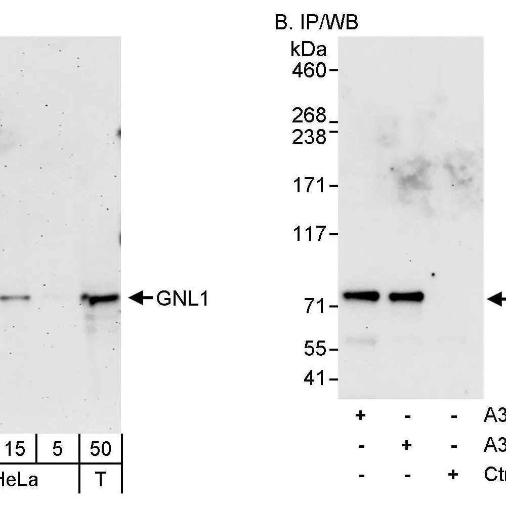 Rabbit anti-GNL1 Antibody, Affinity Purified