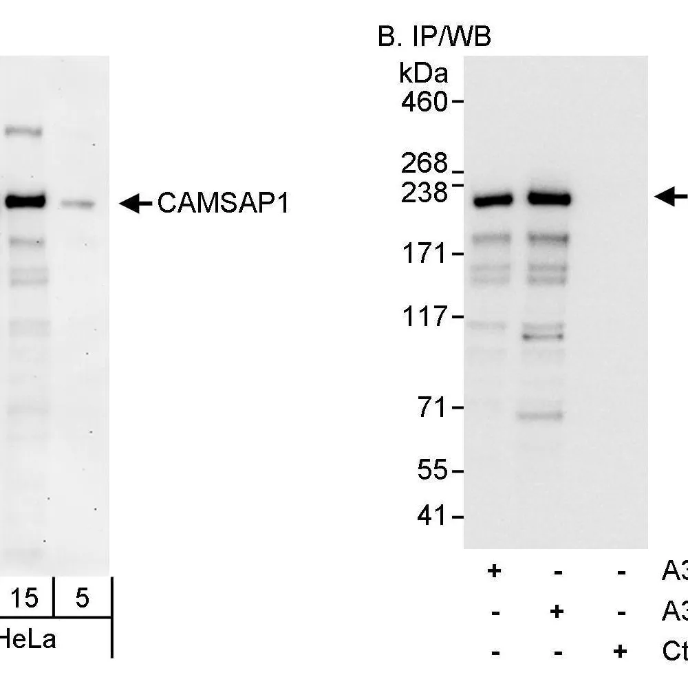 Rabbit anti-CAMSAP1 Antibody, Affinity Purified