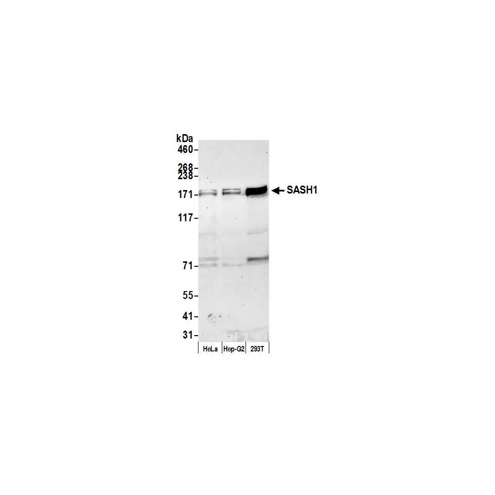Rabbit anti-SASH1 Antibody, Affinity Purified