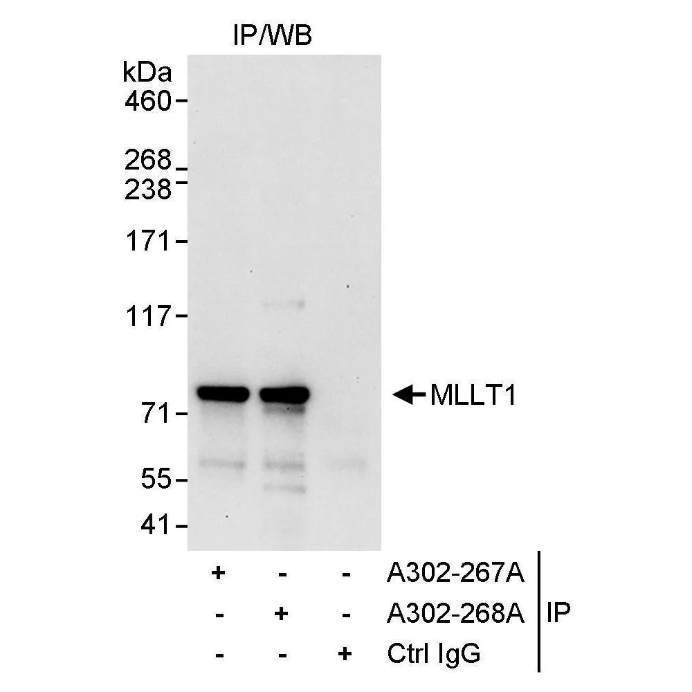 Rabbit anti-MLLT1 Antibody, Affinity Purified