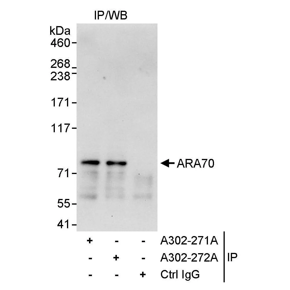 Rabbit anti-ARA70 Antibody, Affinity Purified