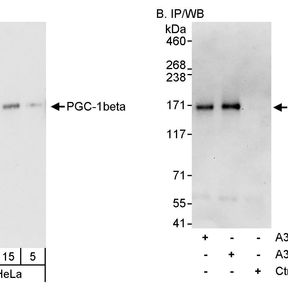 Rabbit anti-PGC-1beta Antibody, Affinity Purified