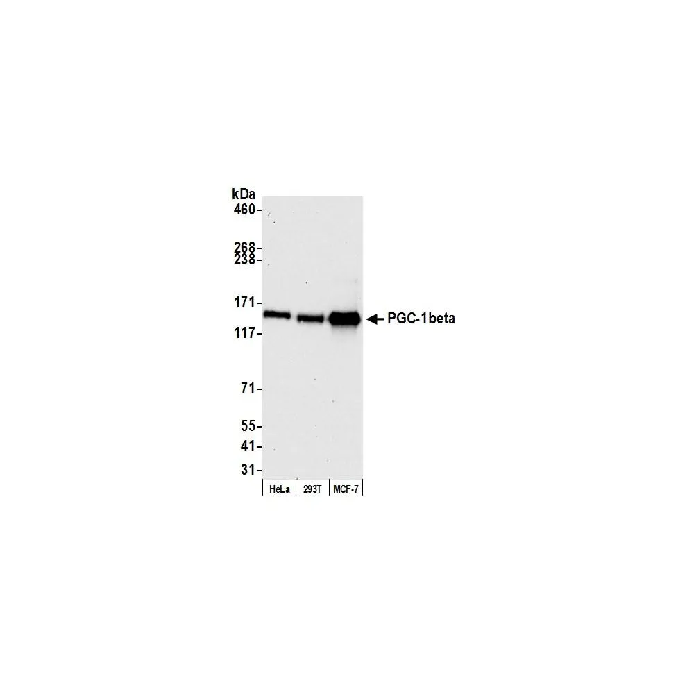 Rabbit anti-PGC-1beta Antibody, Affinity Purified