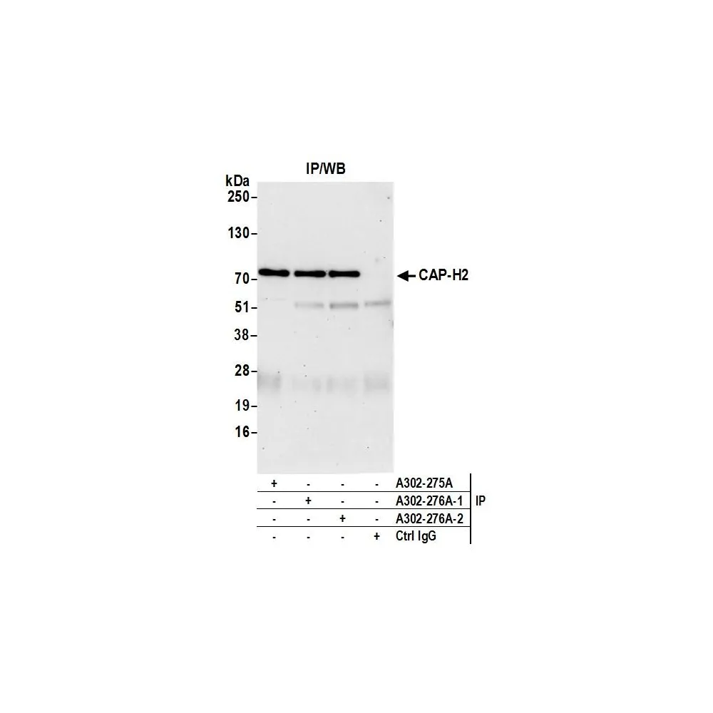 Rabbit anti-CAP-H2 Antibody, Affinity Purified