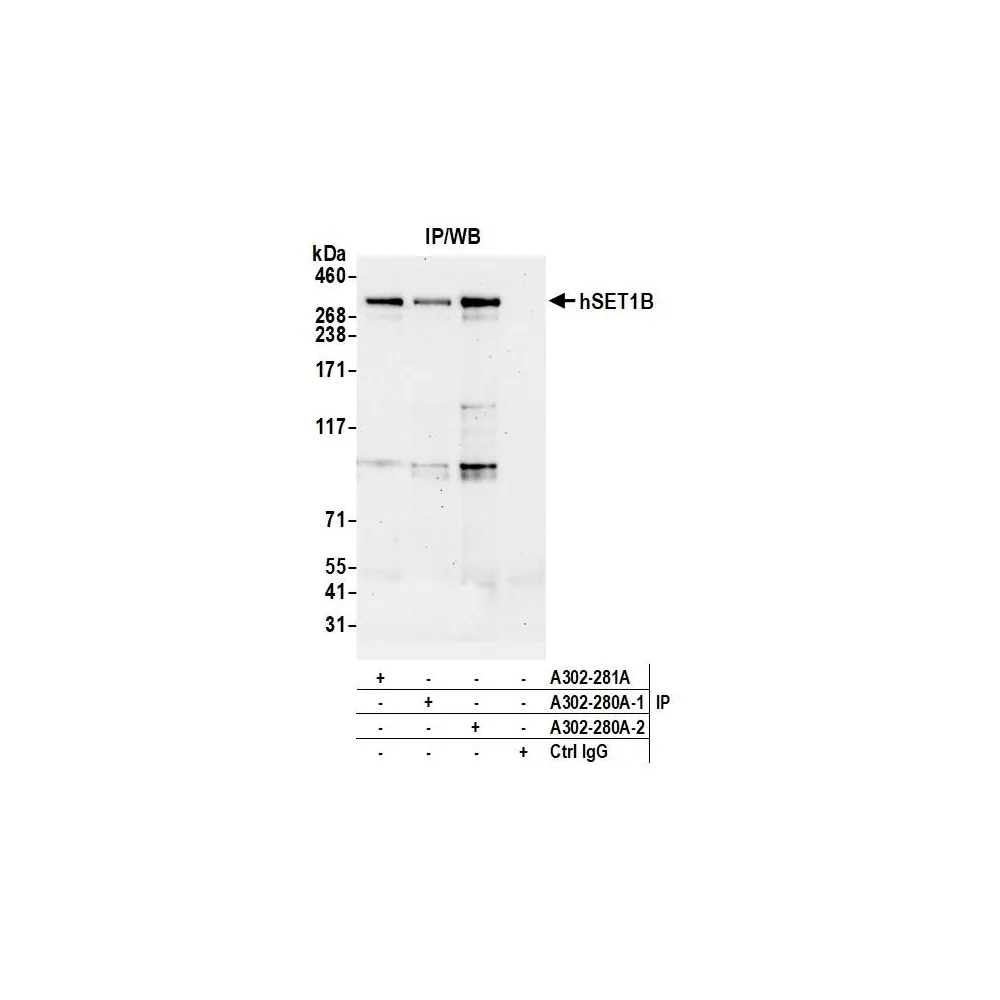 Rabbit anti-hSET1B Antibody, Affinity Purified