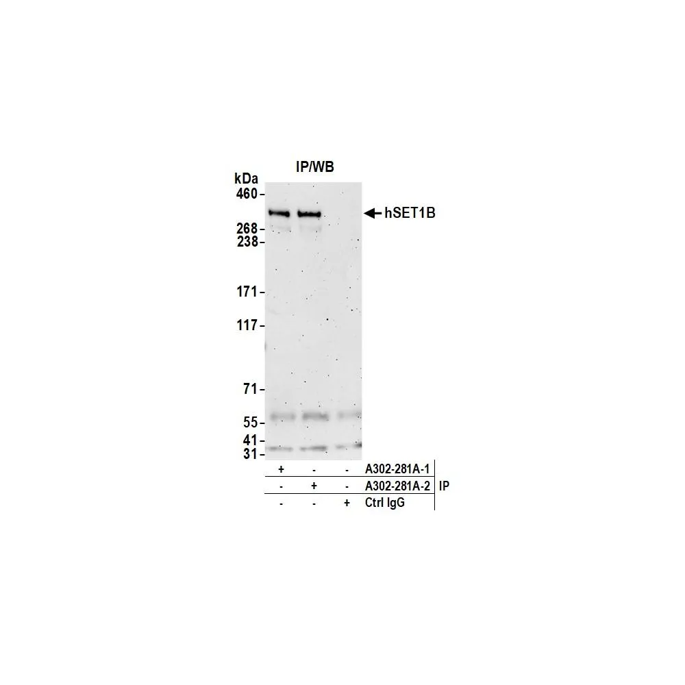 Rabbit anti-hSET1B Antibody, Affinity Purified