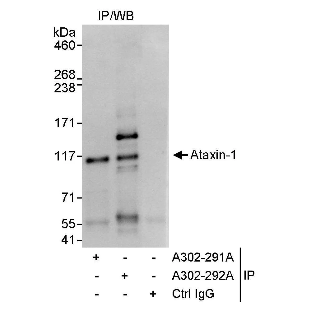 Rabbit anti-Ataxin-1 Antibody, Affinity Purified