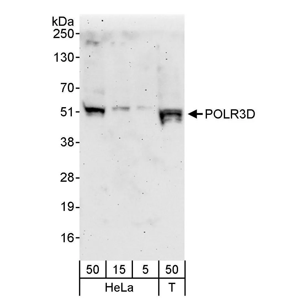 Rabbit anti-POLR3D Antibody, Affinity Purified