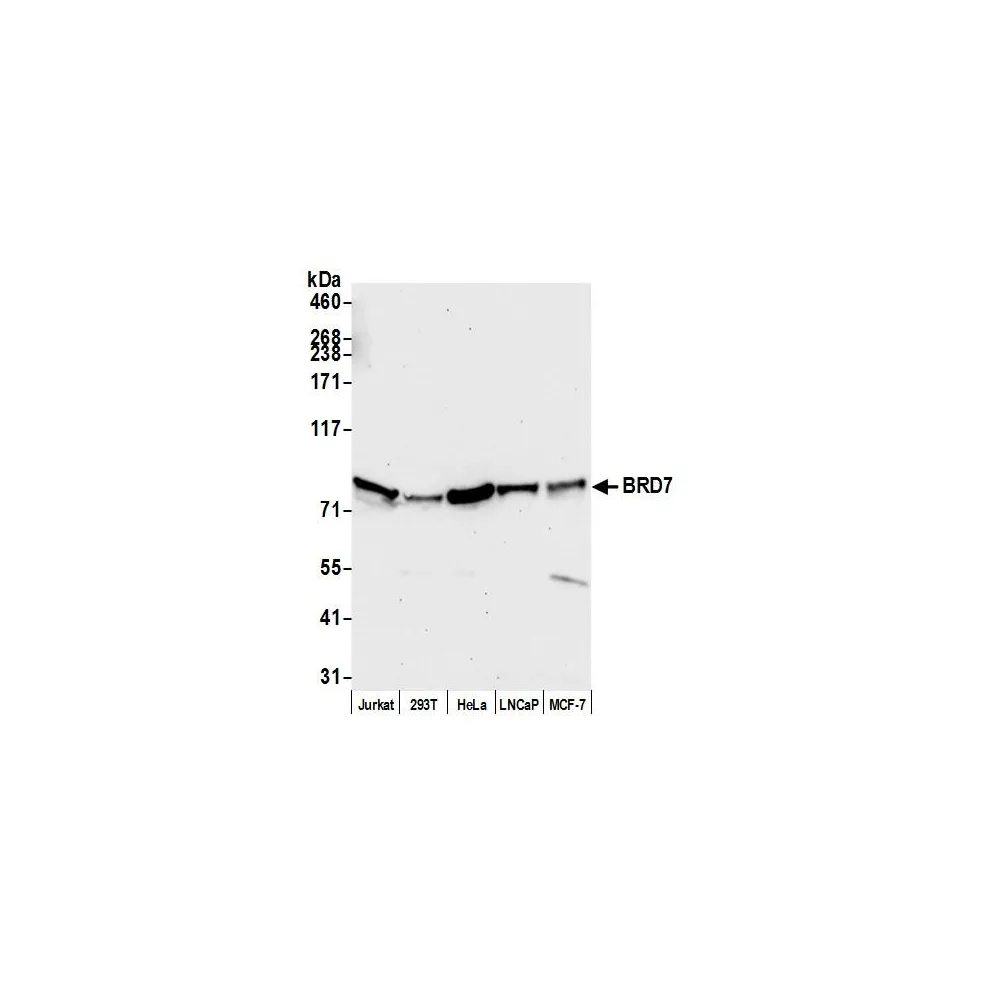 Rabbit anti-BRD7 Antibody, Affinity Purified