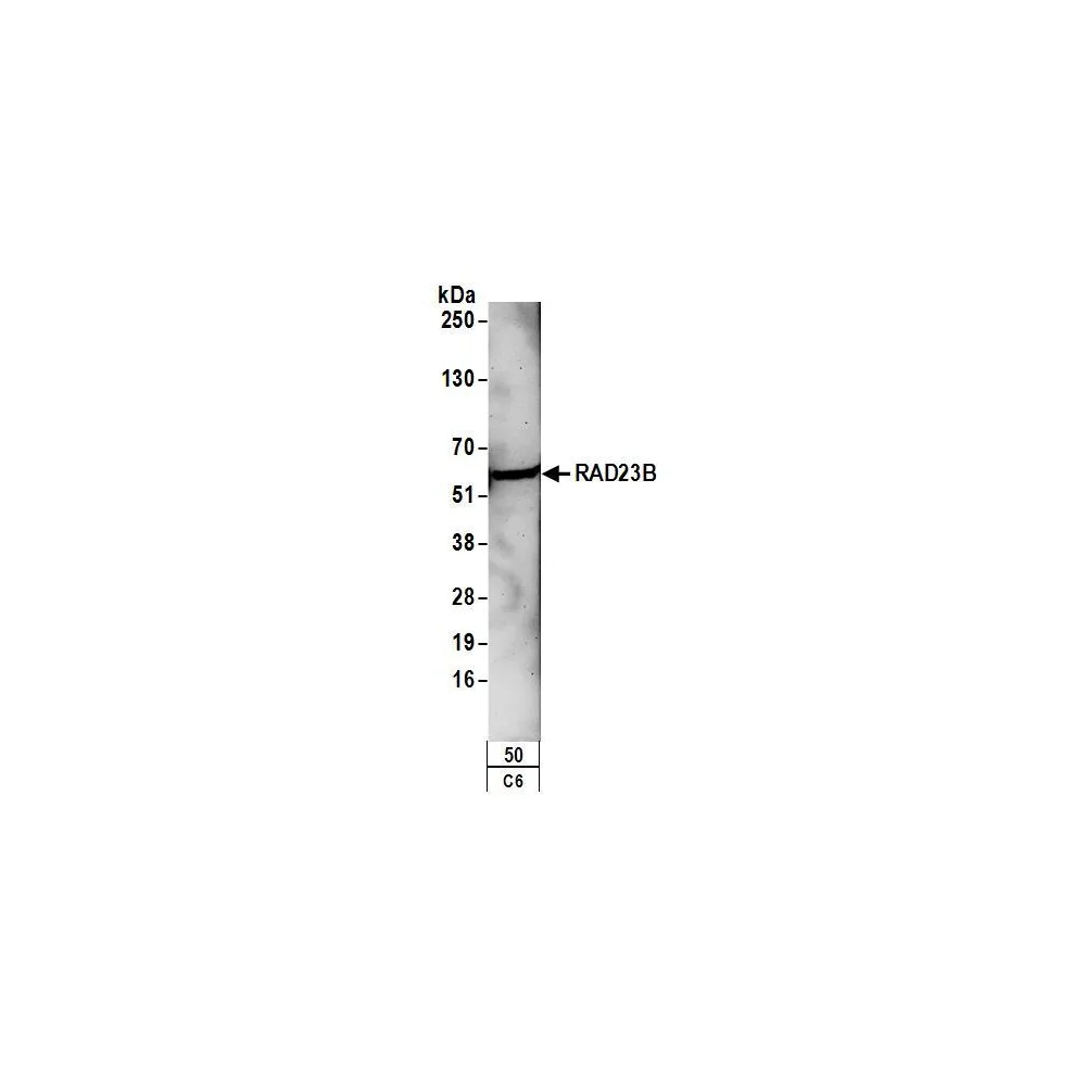 Rabbit anti-RAD23B Antibody, Affinity Purified