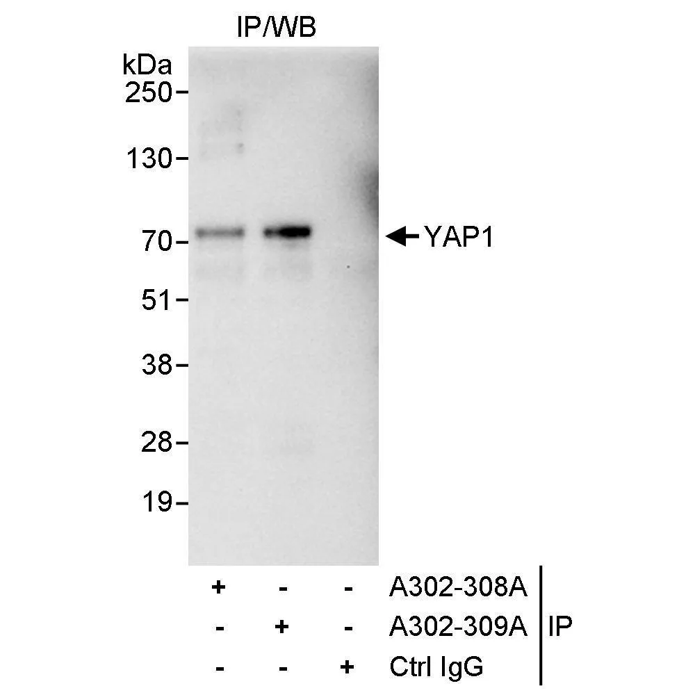 Rabbit anti-YAP1 Antibody, Affinity Purified