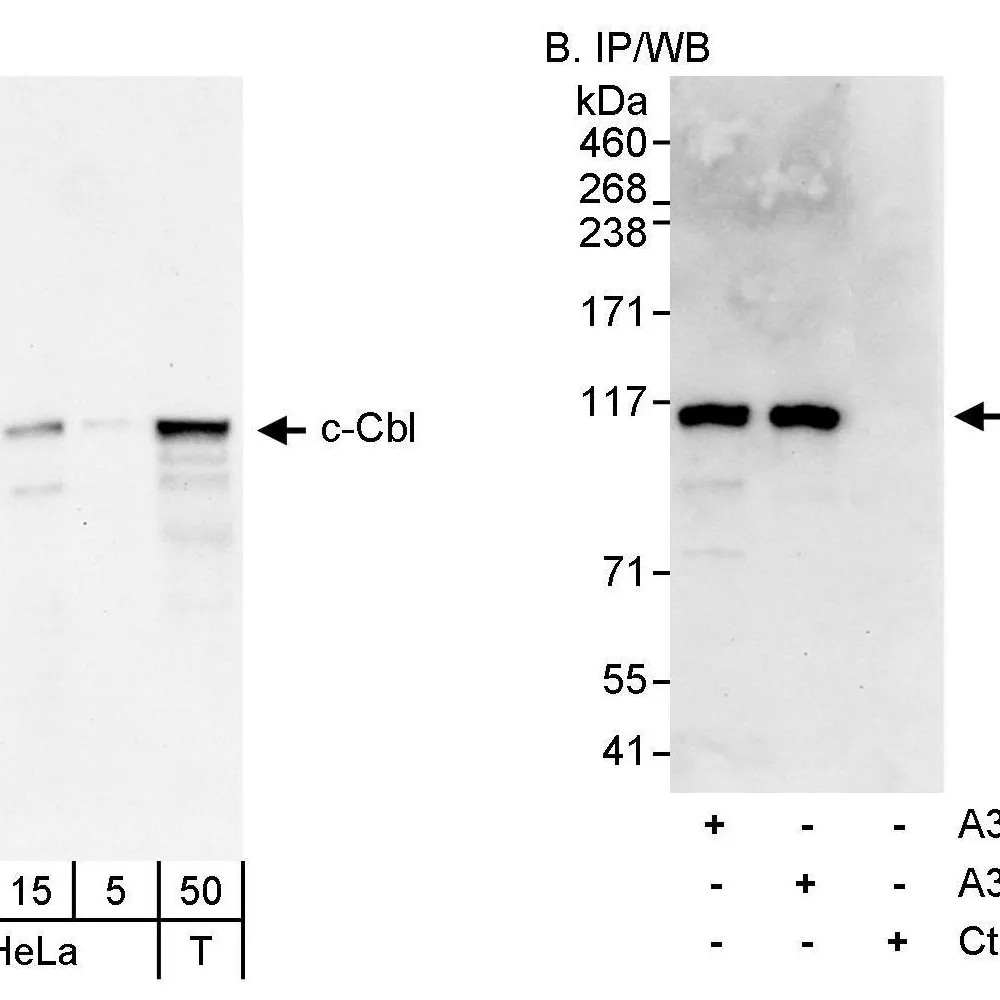 Rabbit anti-c-Cbl Antibody, Affinity Purified