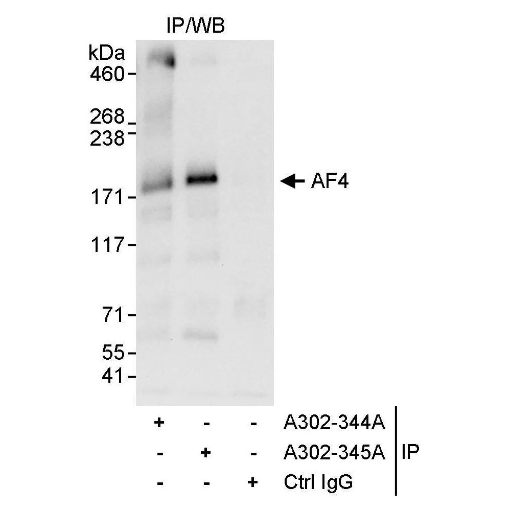 Rabbit anti-AF4 Antibody, Affinity Purified