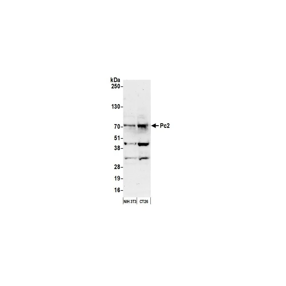 Rabbit anti-Pc2 Antibody, Affinity Purified