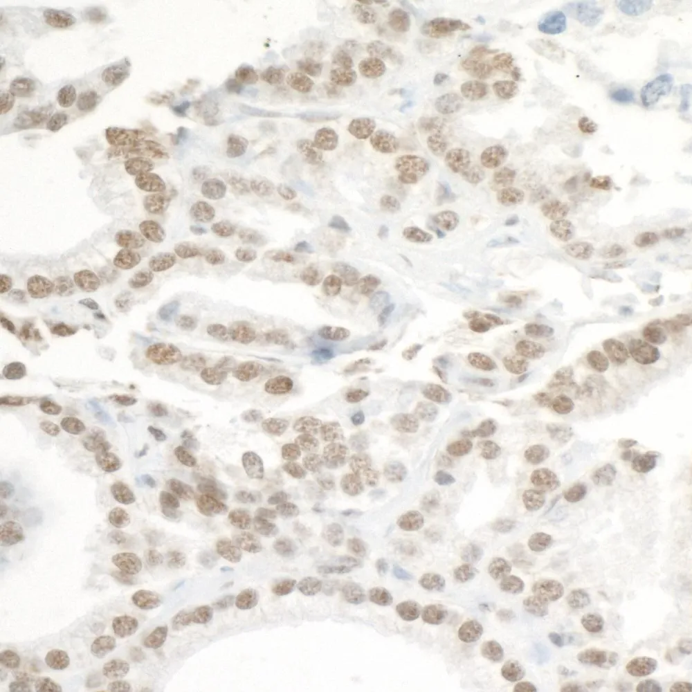 Rabbit anti-BRD3 Antibody, Affinity Purified