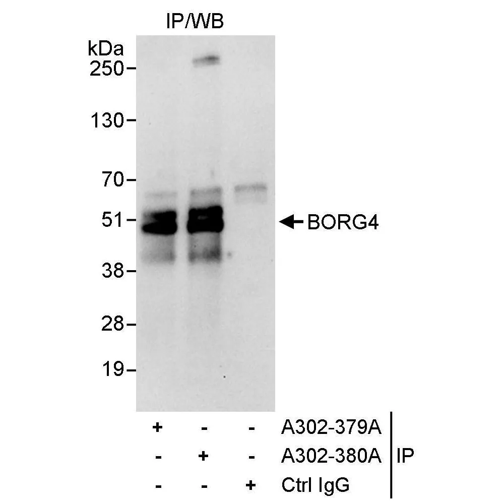 Rabbit anti-BORG4 Antibody, Affinity Purified