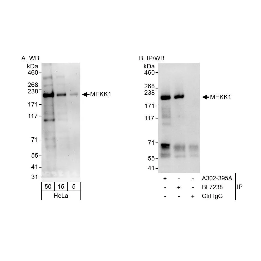 Rabbit anti-MEKK1 Antibody, Affinity Purified