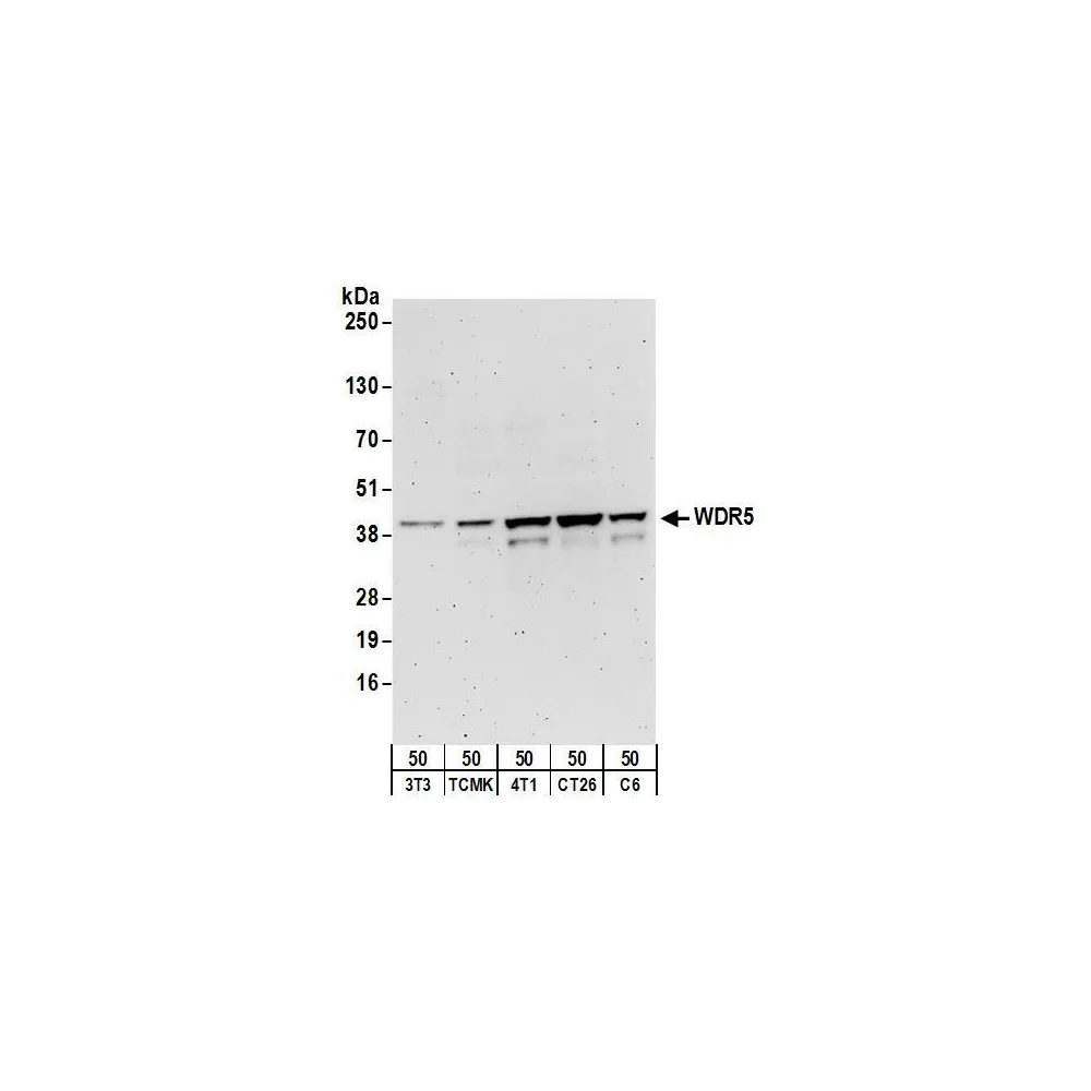 Rabbit anti-WDR5 Antibody, Affinity Purified
