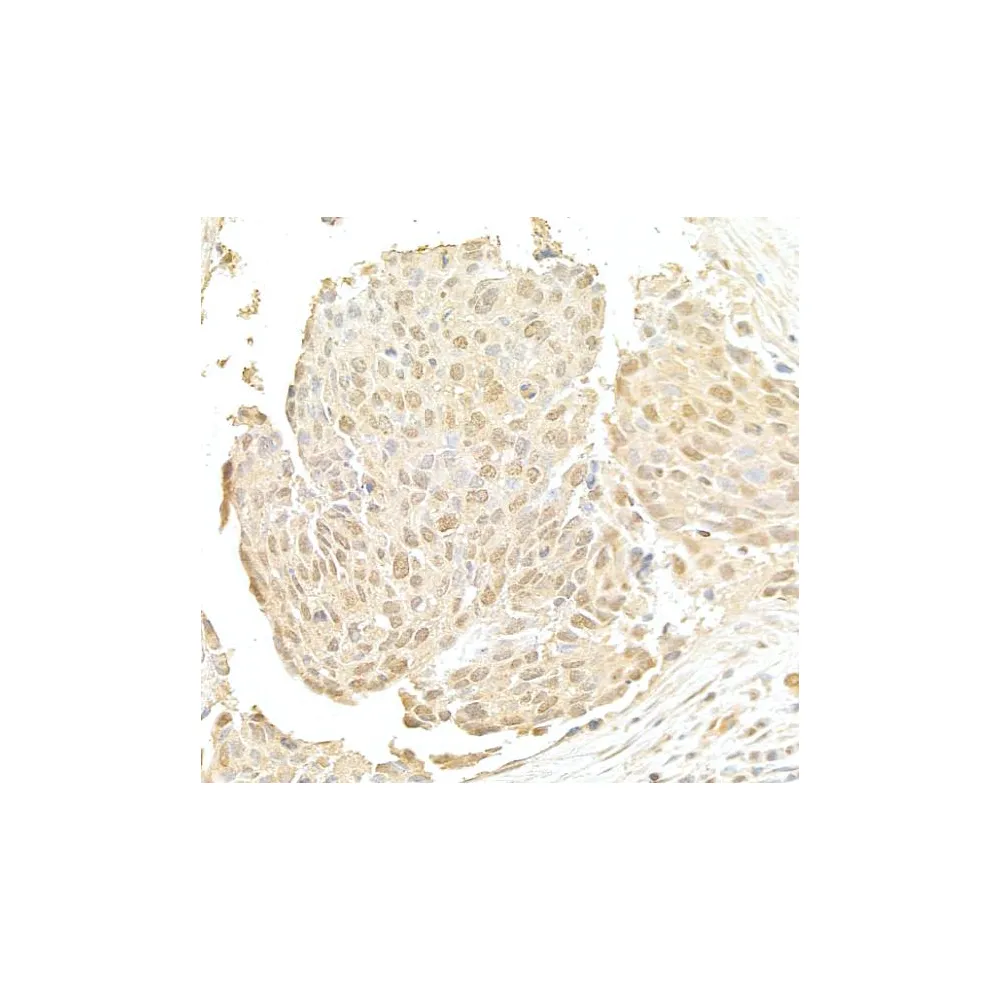 Rabbit anti-NRIP Antibody, Affinity Purified