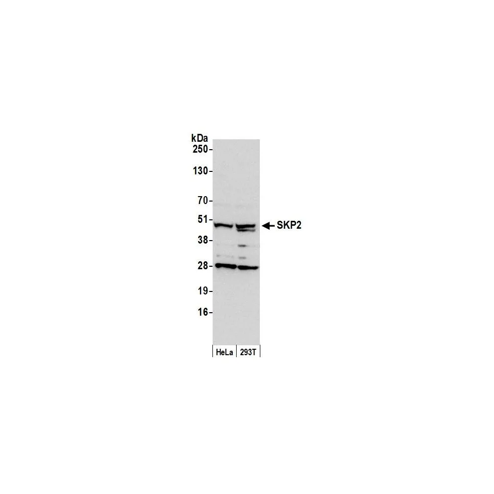 Rabbit anti-SKP2 Antibody, Affinity Purified