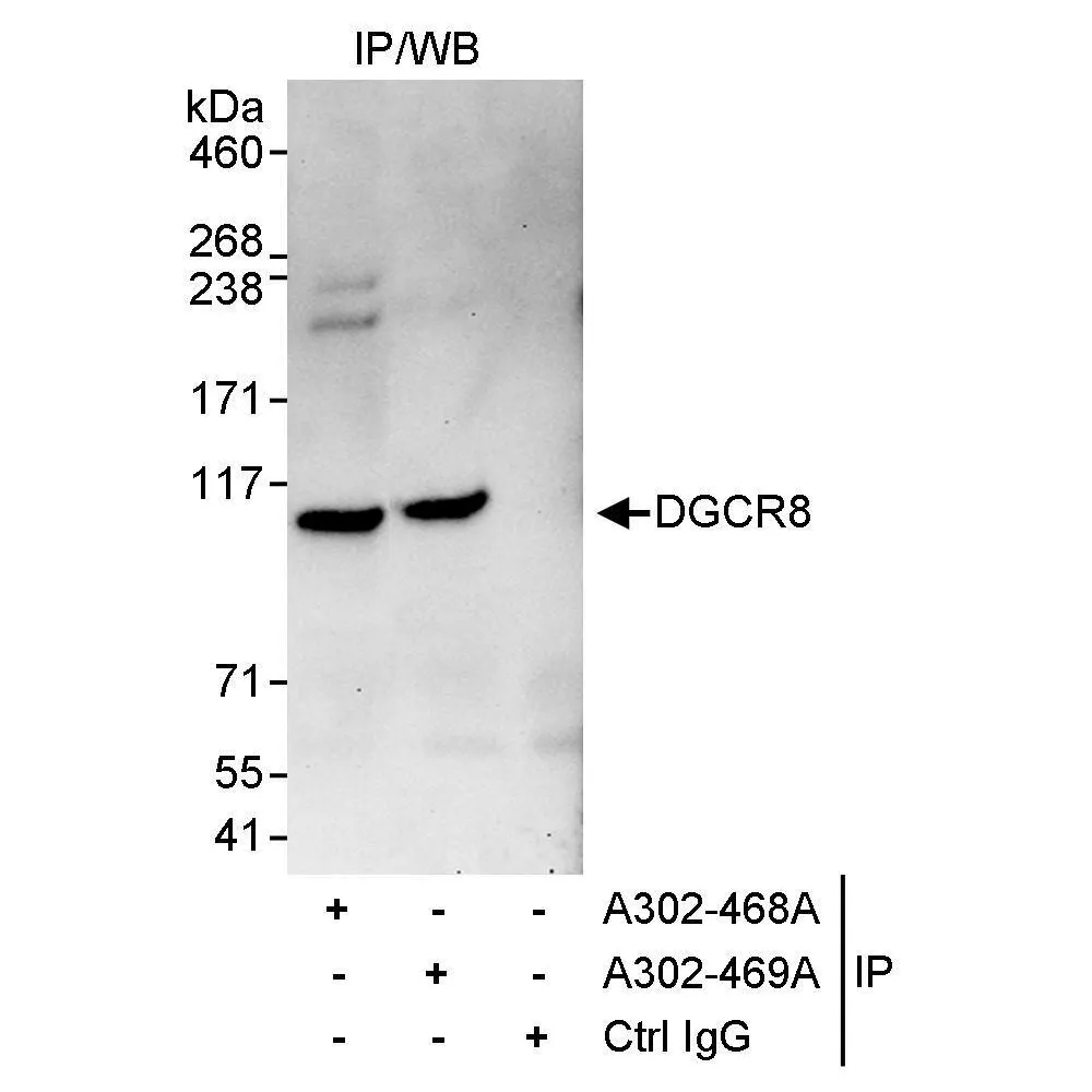 Rabbit anti-DGCR8 Antibody, Affinity Purified