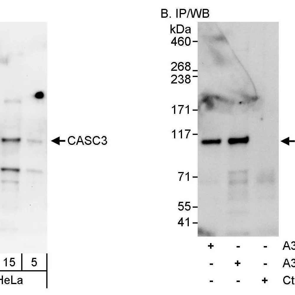 Rabbit anti-CASC3 Antibody, Affinity Purified