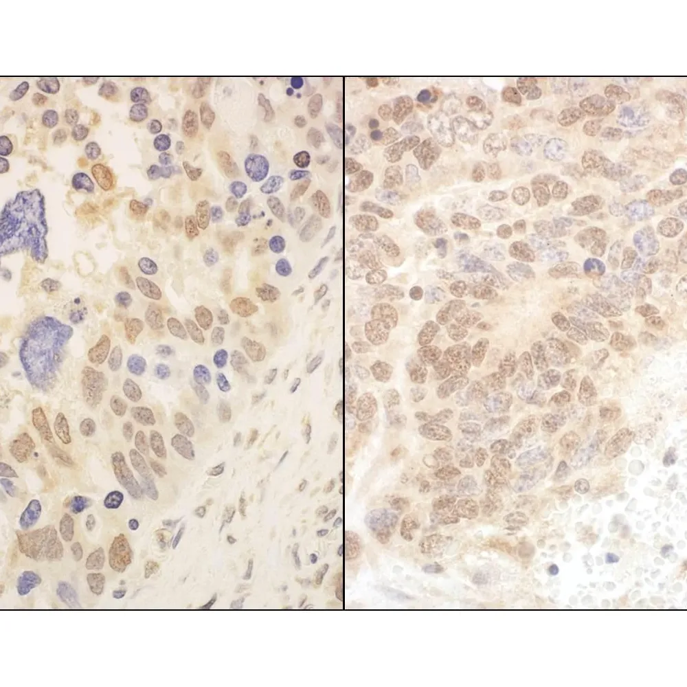 Rabbit anti-Cul2 Antibody, Affinity Purified