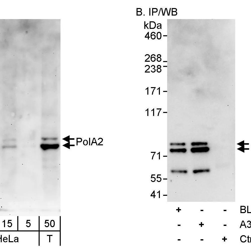 Rabbit anti-PolA2 Antibody, Affinity Purified