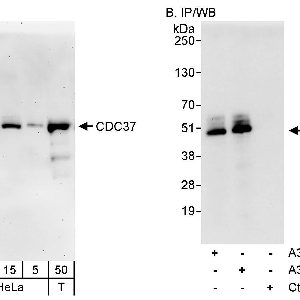 Rabbit anti-CDC37 Antibody, Affinity Purified