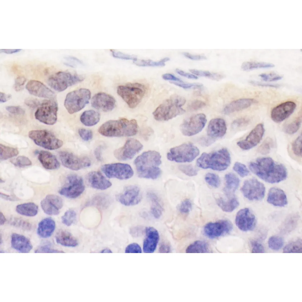 Rabbit anti-SPATA2 Antibody, Affinity Purified