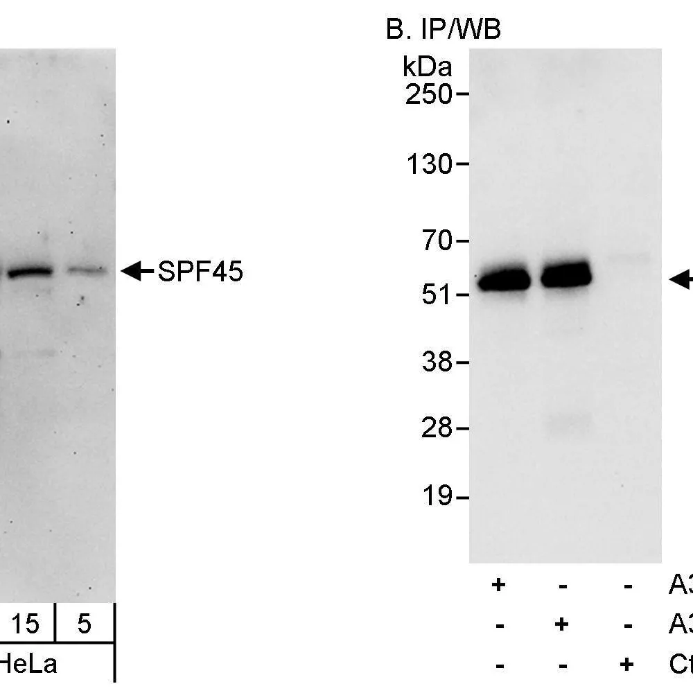 Rabbit anti-SPF45 Antibody, Affinity Purified