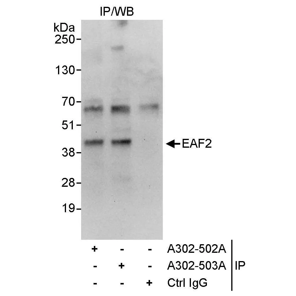 Rabbit anti-EAF2 Antibody, Affinity Purified