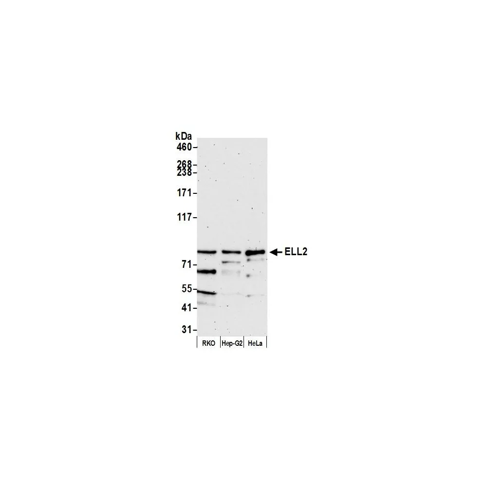 Rabbit anti-ELL2 Antibody, Affinity Purified