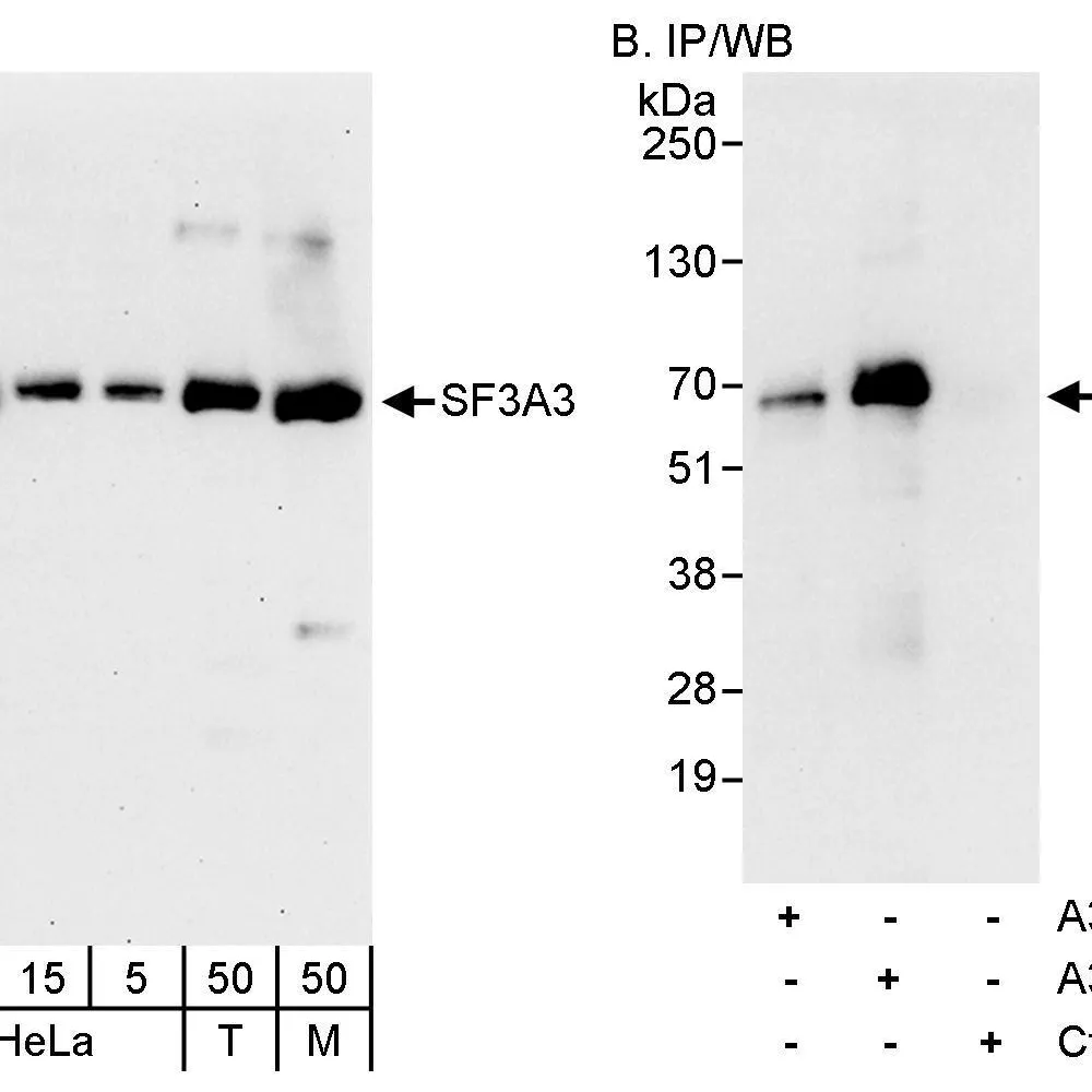 Rabbit anti-SF3A3 Antibody, Affinity Purified