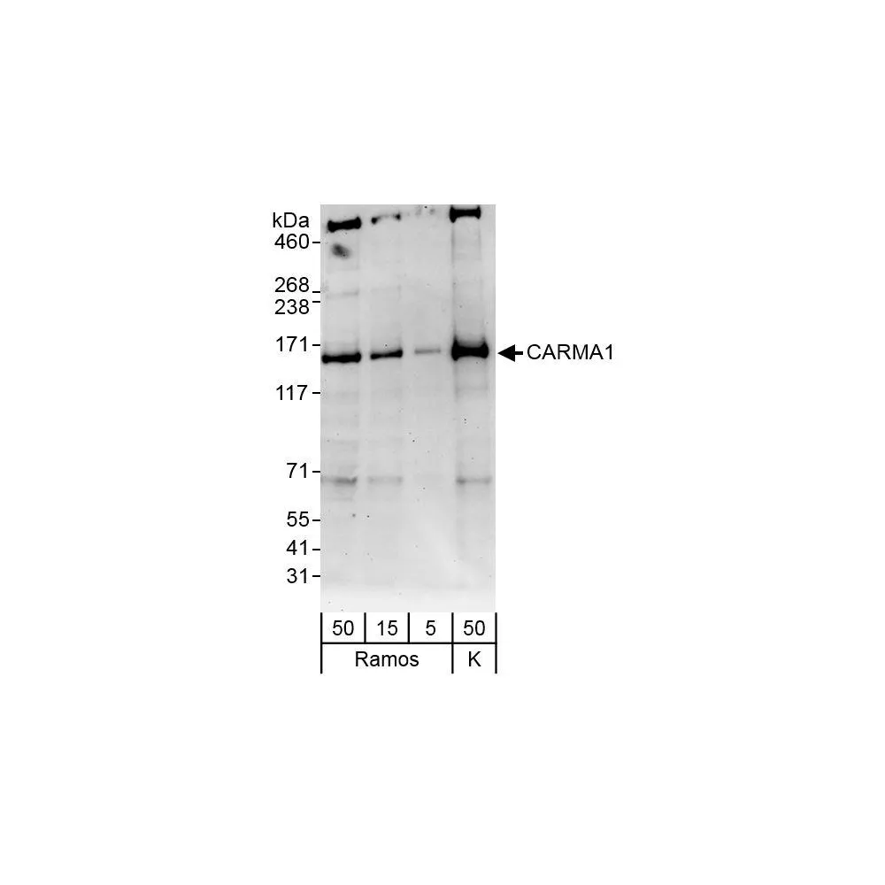 Rabbit anti-CARMA1 Antibody, Affinity Purified