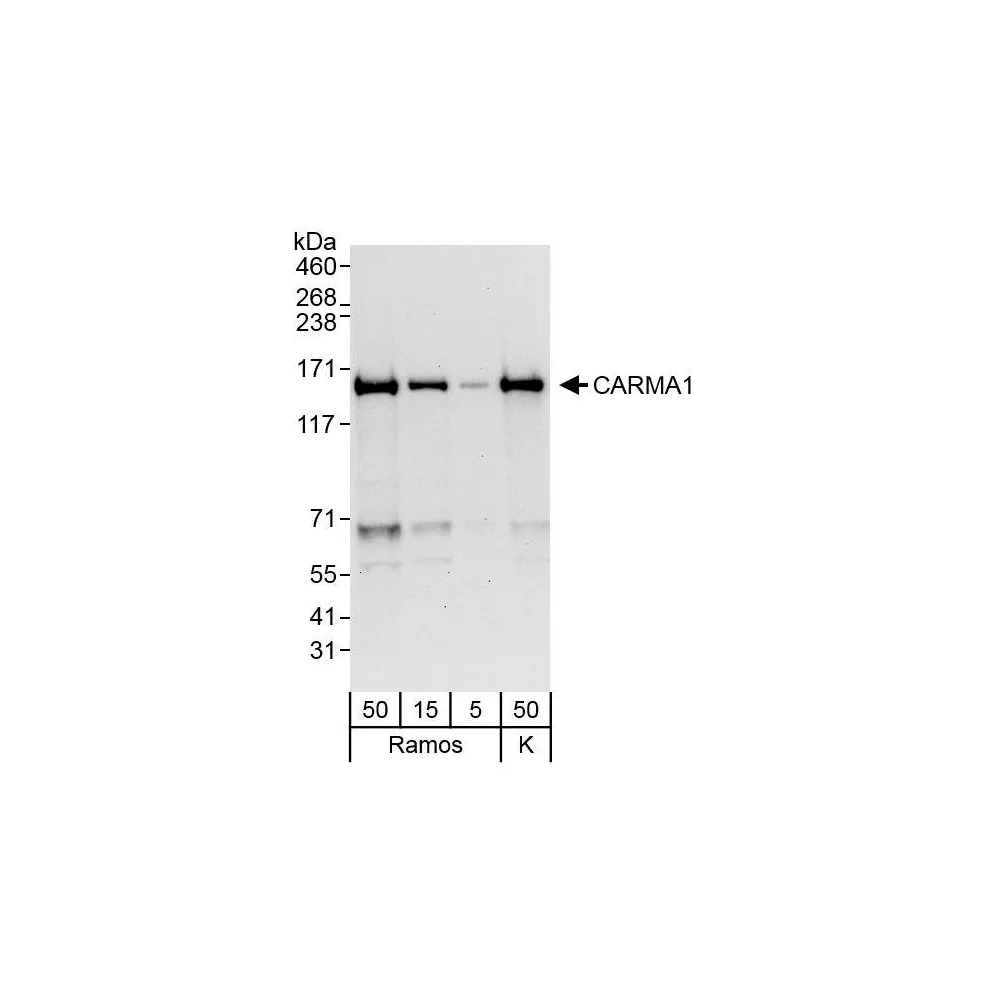 Rabbit anti-CARMA1 Antibody, Affinity Purified