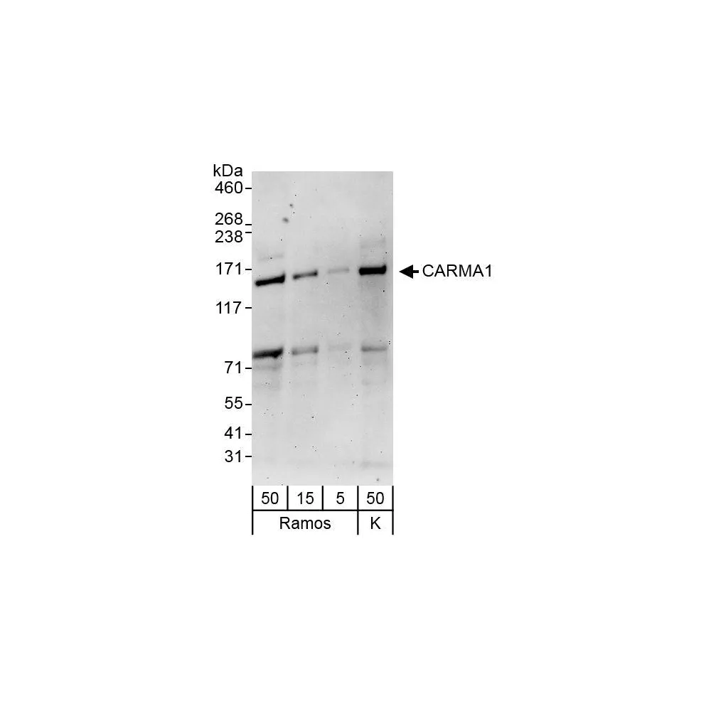 Rabbit anti-CARMA1 Antibody, Affinity Purified