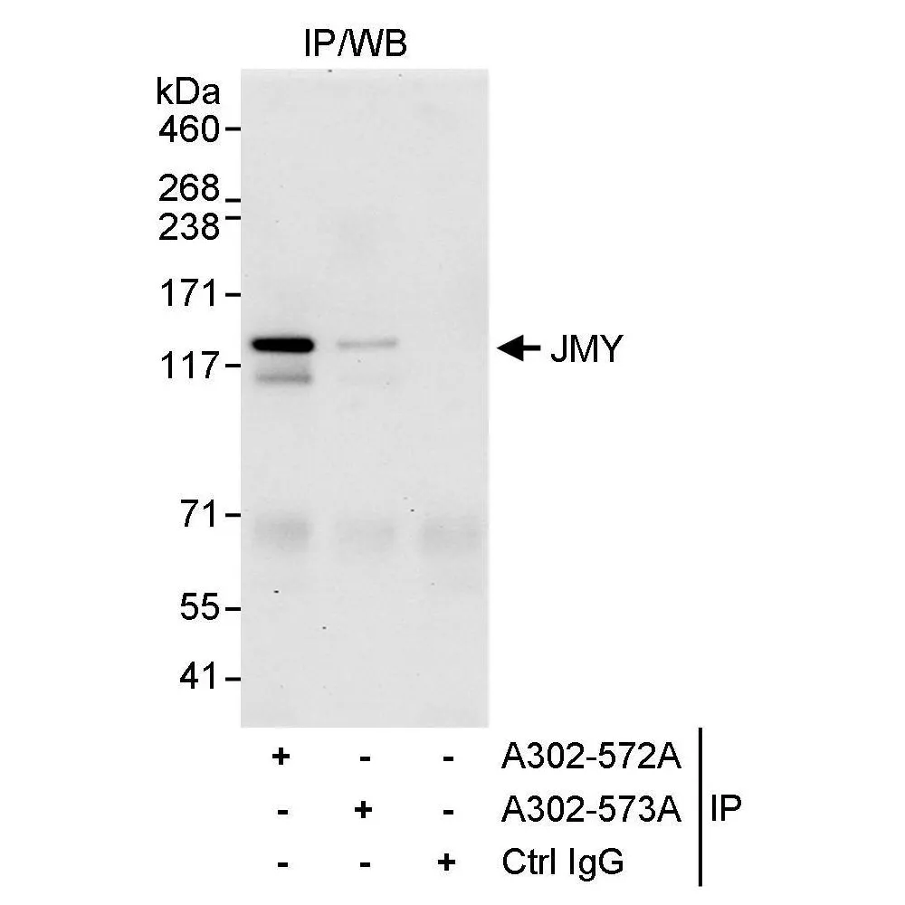Rabbit anti-JMY Antibody, Affinity Purified