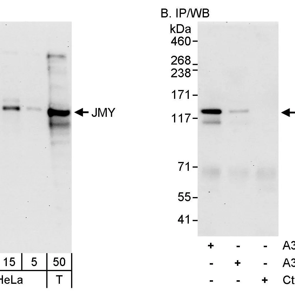 Rabbit anti-JMY Antibody, Affinity Purified