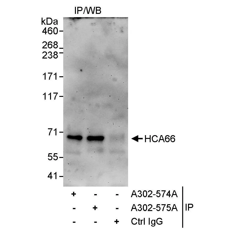 Rabbit anti-HCA66 Antibody, Affinity Purified